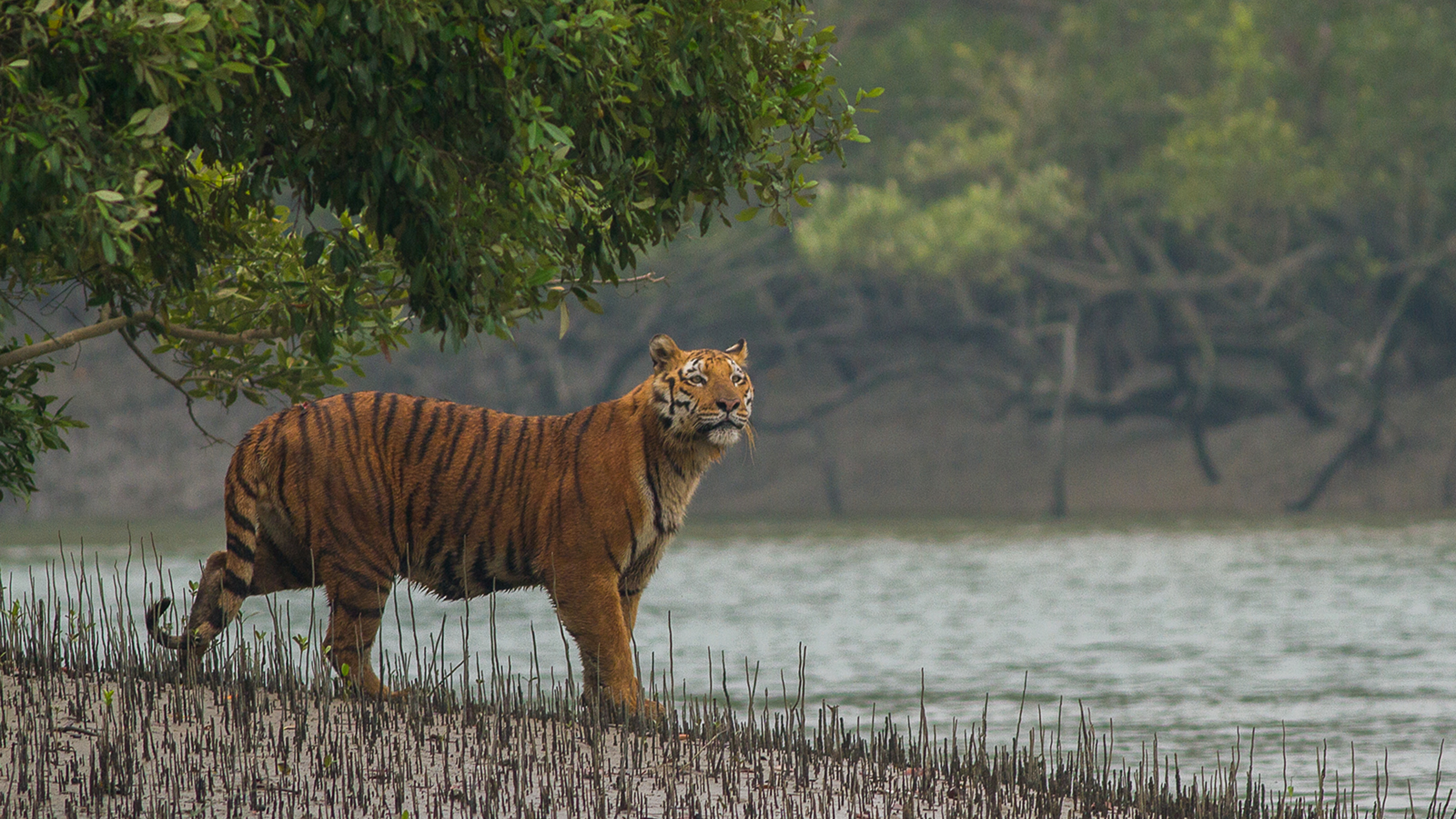 Sundarban Trip